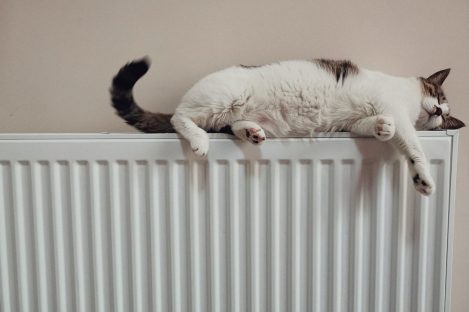 Kat op radiator