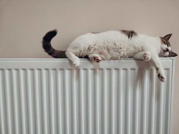 Kat op radiator