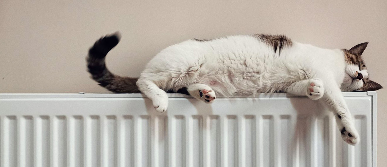 Kat op radiator