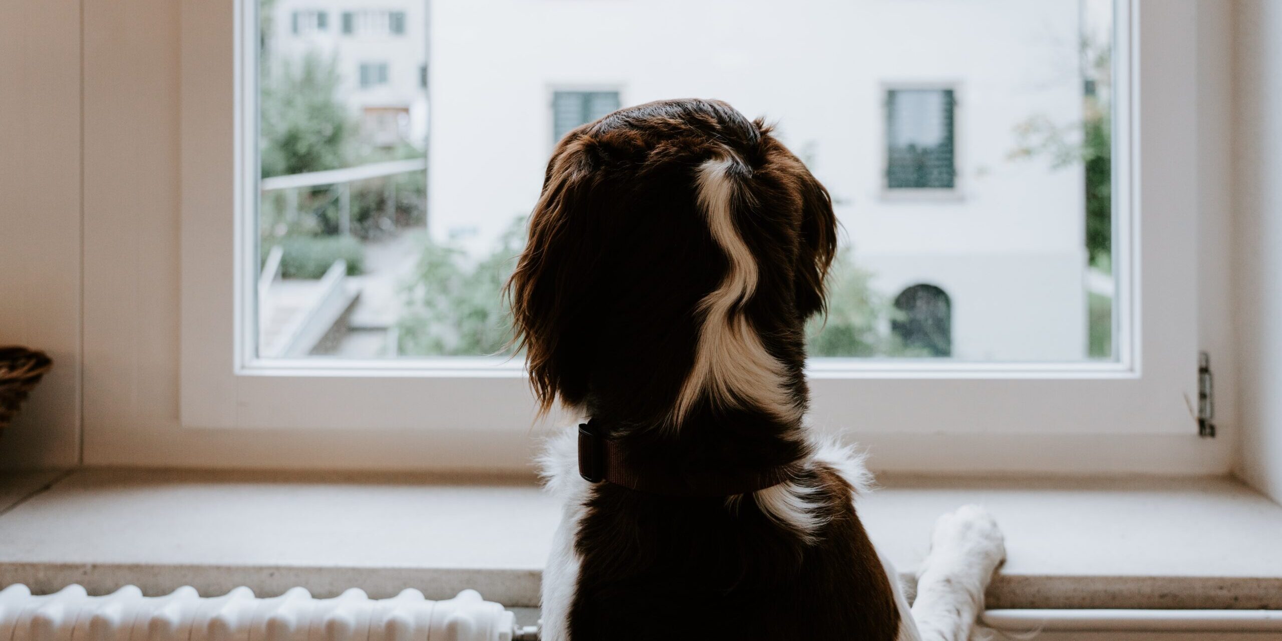 claudio-schwarz-NTfoy25suuY-unsplash